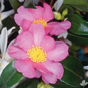 Winter's Star Sasanqua Camellia, Camellia x hiemalis 'Winter's Star'
